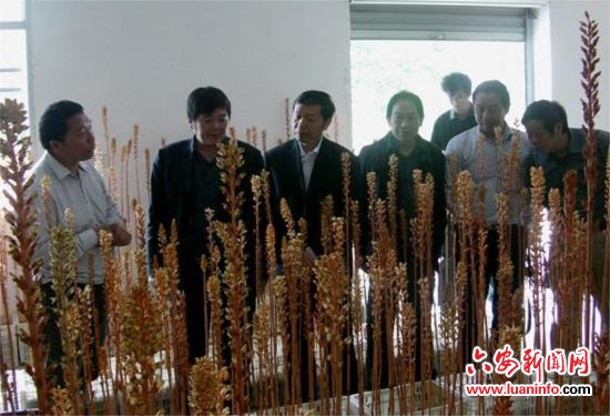 金寨县两个天麻新品种通过省级专家鉴定