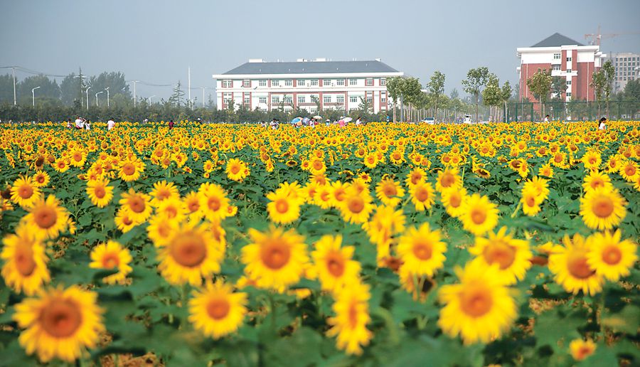 百亩向日葵现身淮北师范大学新校区
