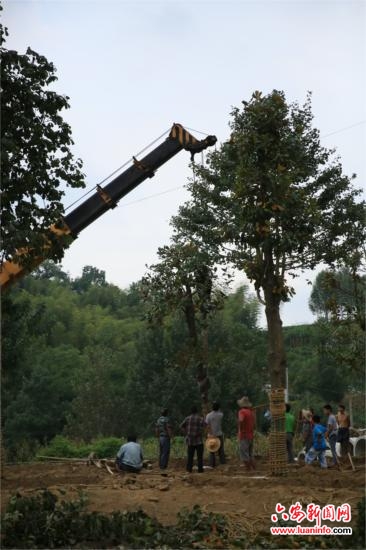 九株广玉兰落户漫水河集镇新区