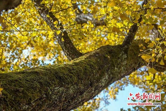 金寨县沙河乡:又到银杏叶黄时