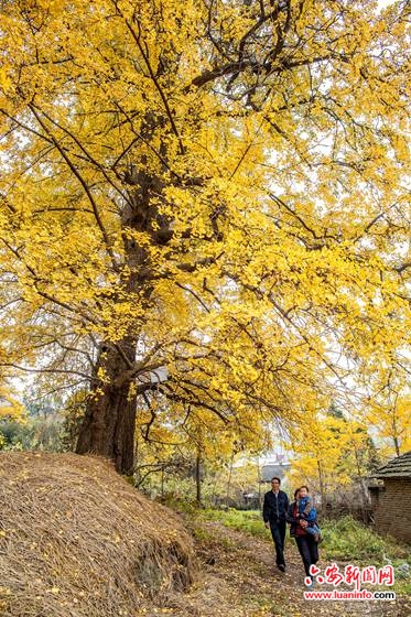 金寨县沙河乡:又到银杏叶黄时