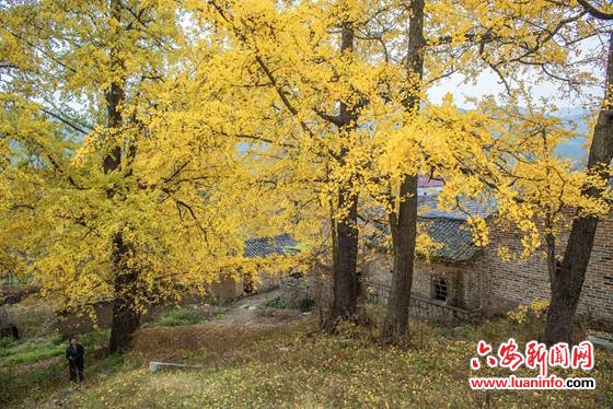 金寨县沙河乡:又到银杏叶黄时