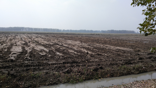 寿县千余亩水稻遭碾压 10岁小孩现场拍照被殴打