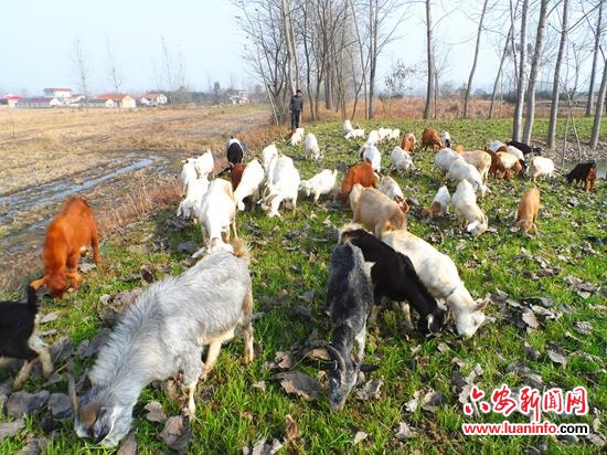 养羊收入_牧民扎那：科学养羊收入40万元