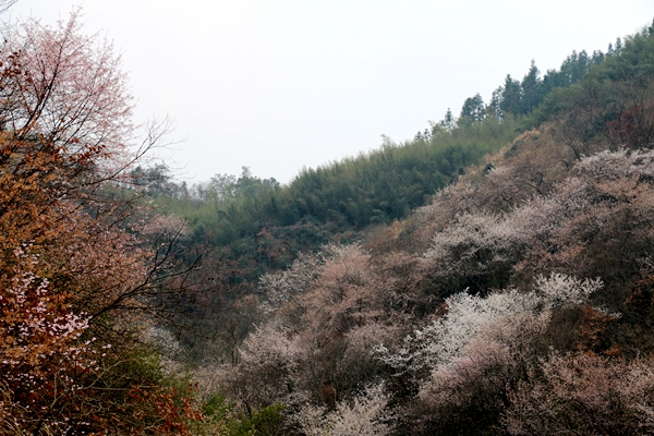 金寨县桃岭乡野生樱花竞相开放