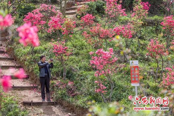 老区金寨:映山红工程成效显