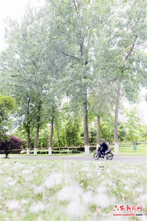 絮纷飞人憔悴 城郊栽种的杨树是主要祸端