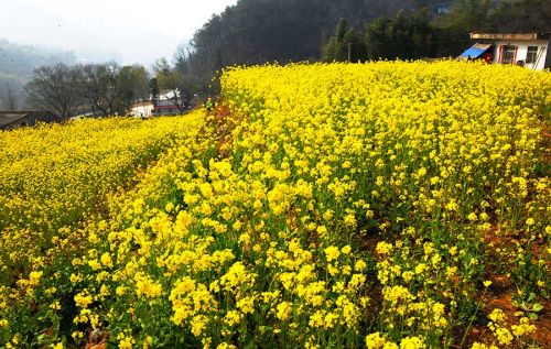 中国国土资源报:金寨县宅基地改革试点村剪影