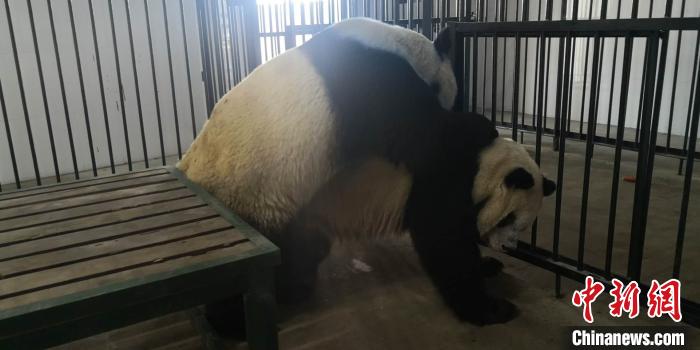 两只雄性秦岭大熊猫均首次成功自然交配