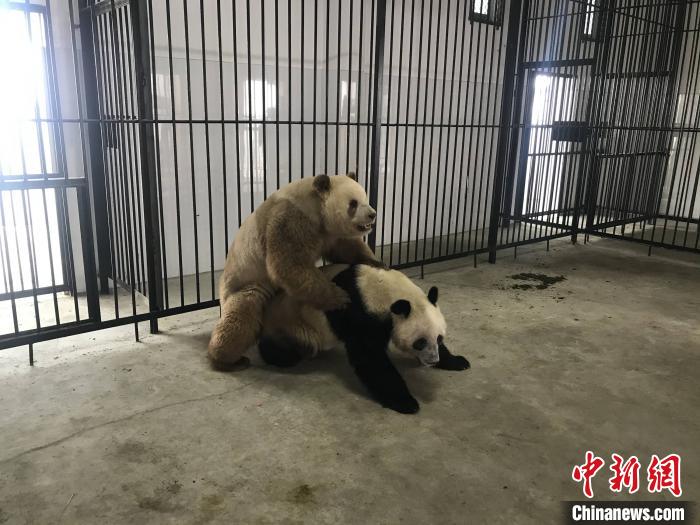 大熊猫七仔与安安完成本交。首次陕西省林业科学院秦岭大熊猫繁育研究中心供图