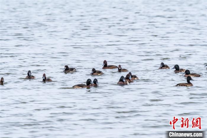 青头潜鸭“组团”现身泰湖湿地。黑龙江省林业和草原局 供图