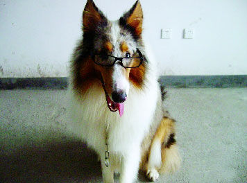 小洋狗参加比赛只懂英文 驯狗员傻眼