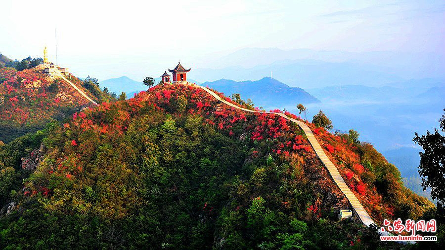 六安金寨:映山红开醉游人