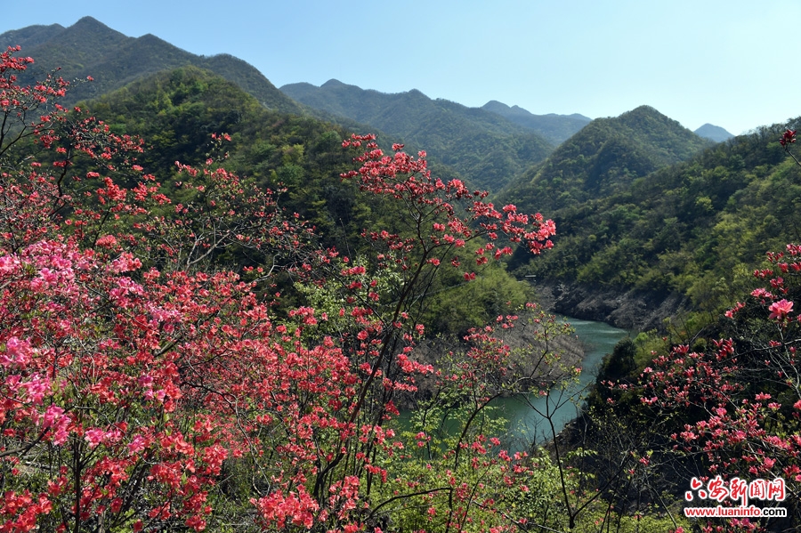 六安金寨:映山红开醉游人