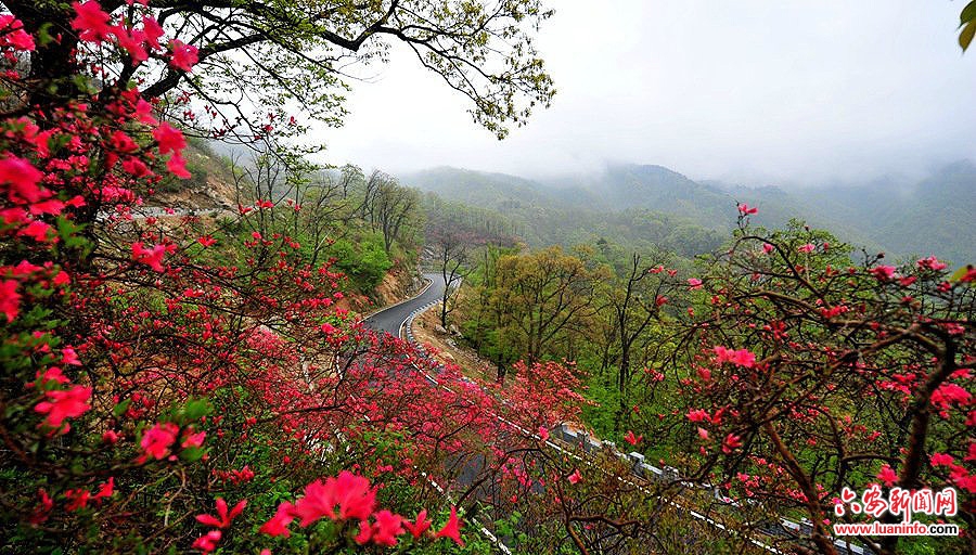 六安金寨:映山红开醉游人