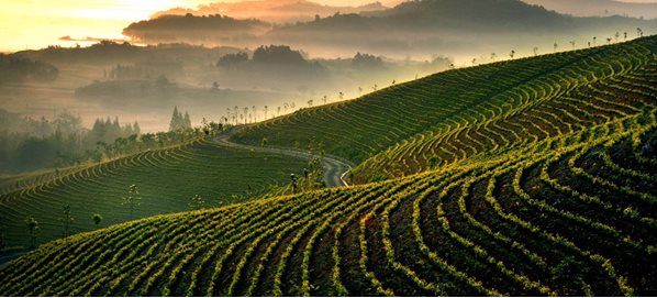 裕安茶谷建设节点介绍(四):徽六综合体及茶公园