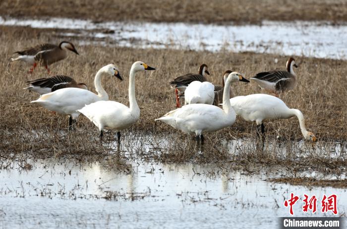 张家口张北县成“候鸟天堂”现有湿地约97万亩