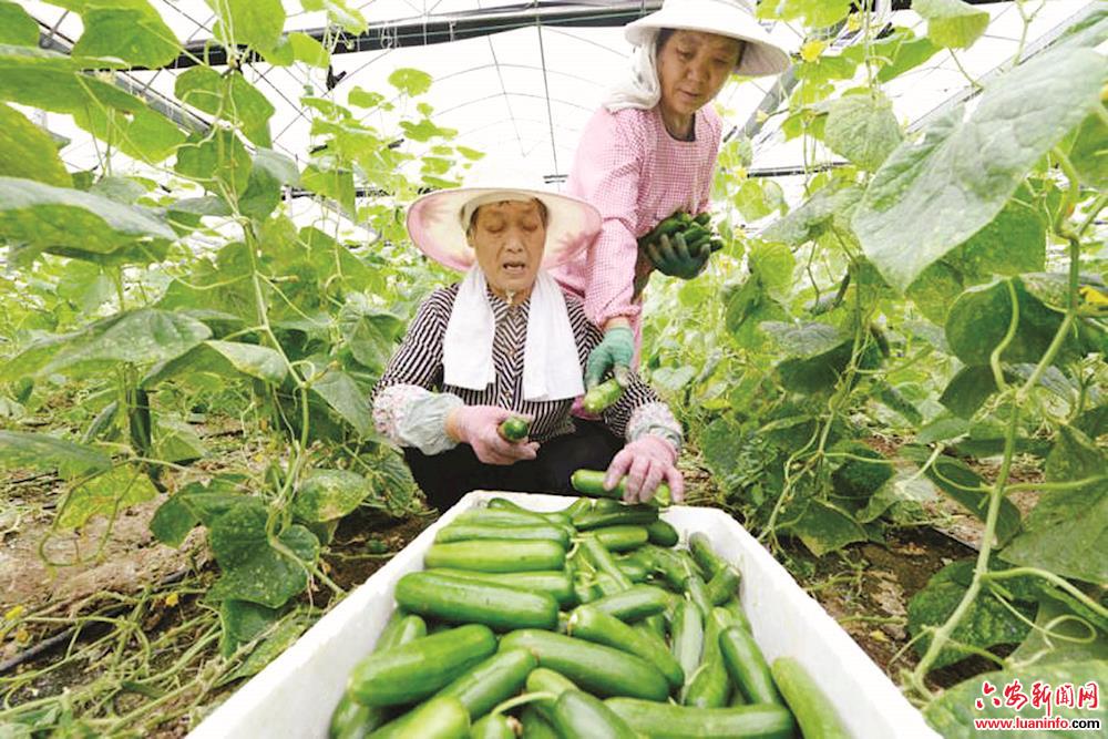 农民合作社：乡村振兴新引擎 