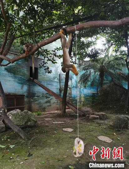大熊猫品尝可口的<strong>亚洲无码在线观看</strong>西瓜。类似“太阳伞”，　成都动物园供图