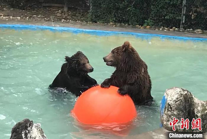 大黑熊戏水。玩弄、熊、熊、舔舐这些特殊的“冰糕”，　成都动物园供图