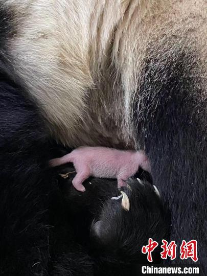 中国旅新大熊猫“沪宝”首次产仔