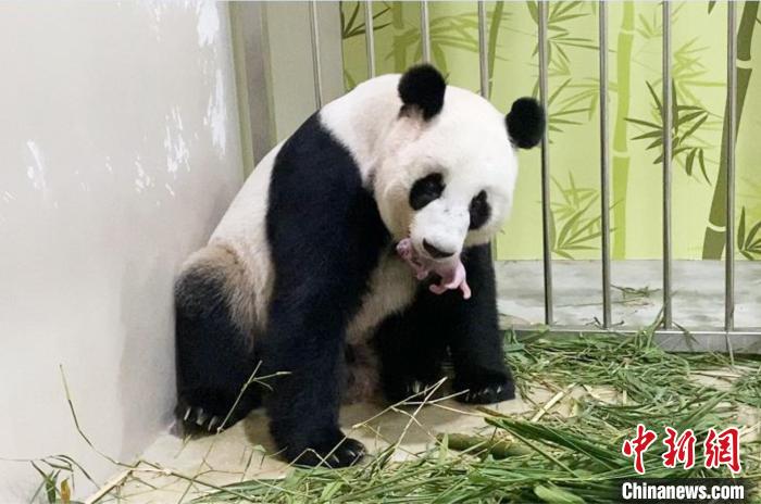大熊猫“沪宝”和新生大熊猫幼仔在一起。幼仔的诞生也是中新大熊猫科研合作一个新的里程碑。经尝试与“武杰”(新加坡名为“凯凯”)多次自然交配失败后，　中国大熊猫保护研究中心供图</p><p>　　记者16日从中国大熊猫保护研究中心获悉，<strong>男男19禁啪啪无遮挡免费</strong>由中国大熊猫保护研究中心专家线上指导，</p><p>　　据了解，推动了大熊猫科研合作与交流。“沪宝”和“武杰”终于有了爱情的<strong>男男GV白嫩小受GV在线播放</strong>结晶，育幼专家组建了线上专家团队。　中国大熊猫保护研究中心供图