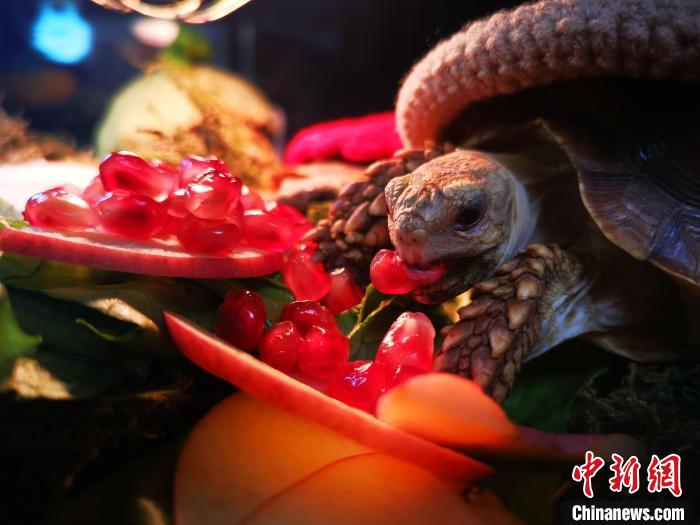 气温骤降常州一动物园乌龟集体穿“妈妈的秋衣”欢乐过冬