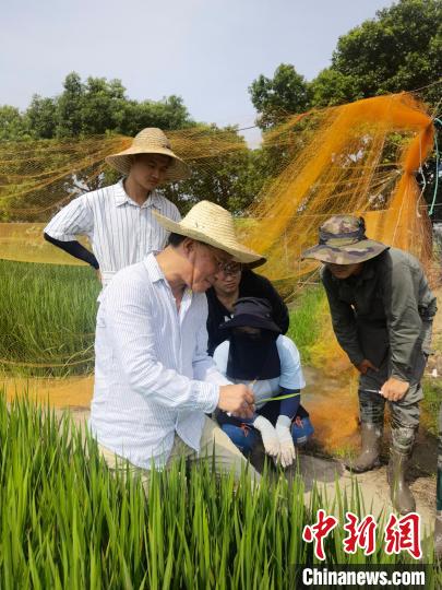 何祖华研究员指导学生进行水稻田间接种 中国科学院分子植物科学卓越创新中心 供图