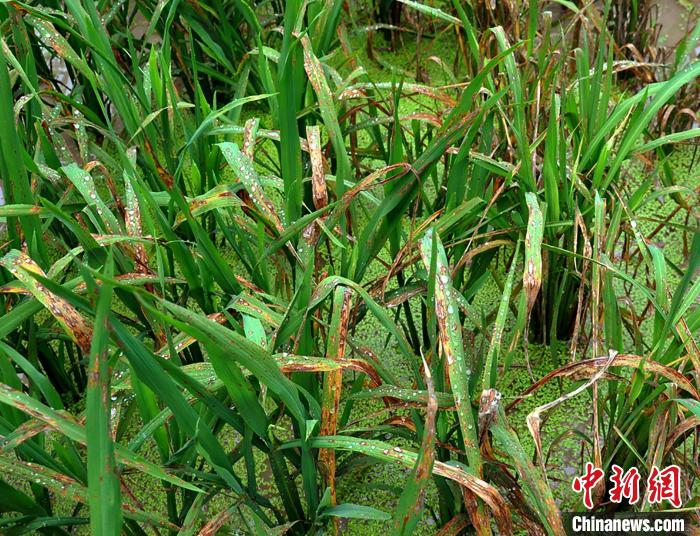 有助对抗“水稻癌症”科研人员发现植物与病原菌“作战”新路径