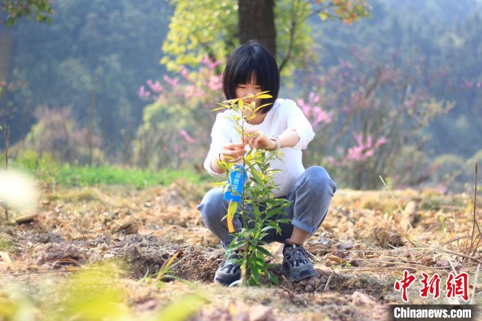 3月11日，重庆市机关、志愿者们在重庆市渝北区玉峰山森林公园内义务植树。　梁钦卿 摄