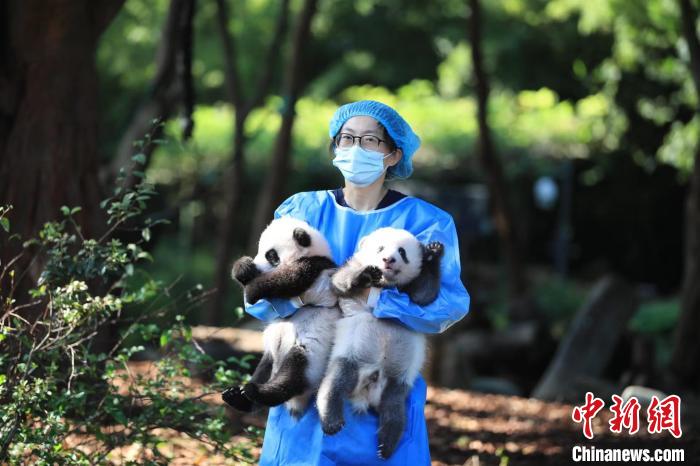 饲养员抱着大熊猫宝宝。只级　成都大熊猫繁育研究基地供图