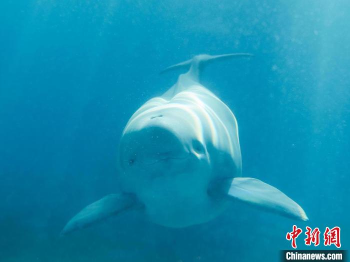 中国首头人工繁育并存活的二代江豚取名“汉宝”