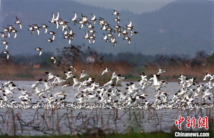 逾20万只候鸟先期飞抵洞庭湖湖区多举应对干旱影响