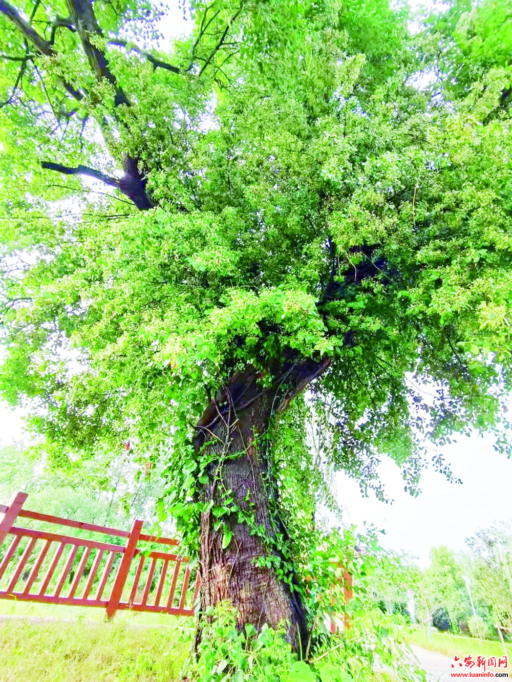 高庄有棵胜天树 