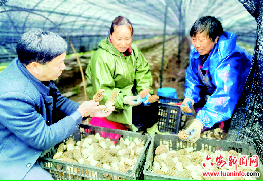 【新时代 新征程 新伟业——皖西记者走基层】羊肚菌绘就春日好“丰”景