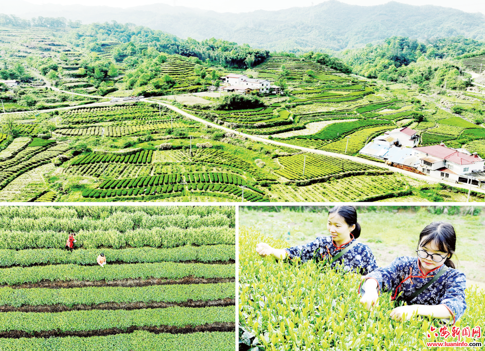 “瓜片”茶飘香小山村