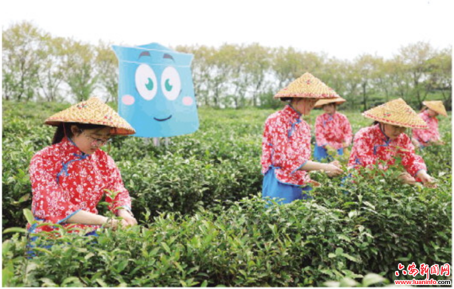 六安瓜片新茶开园