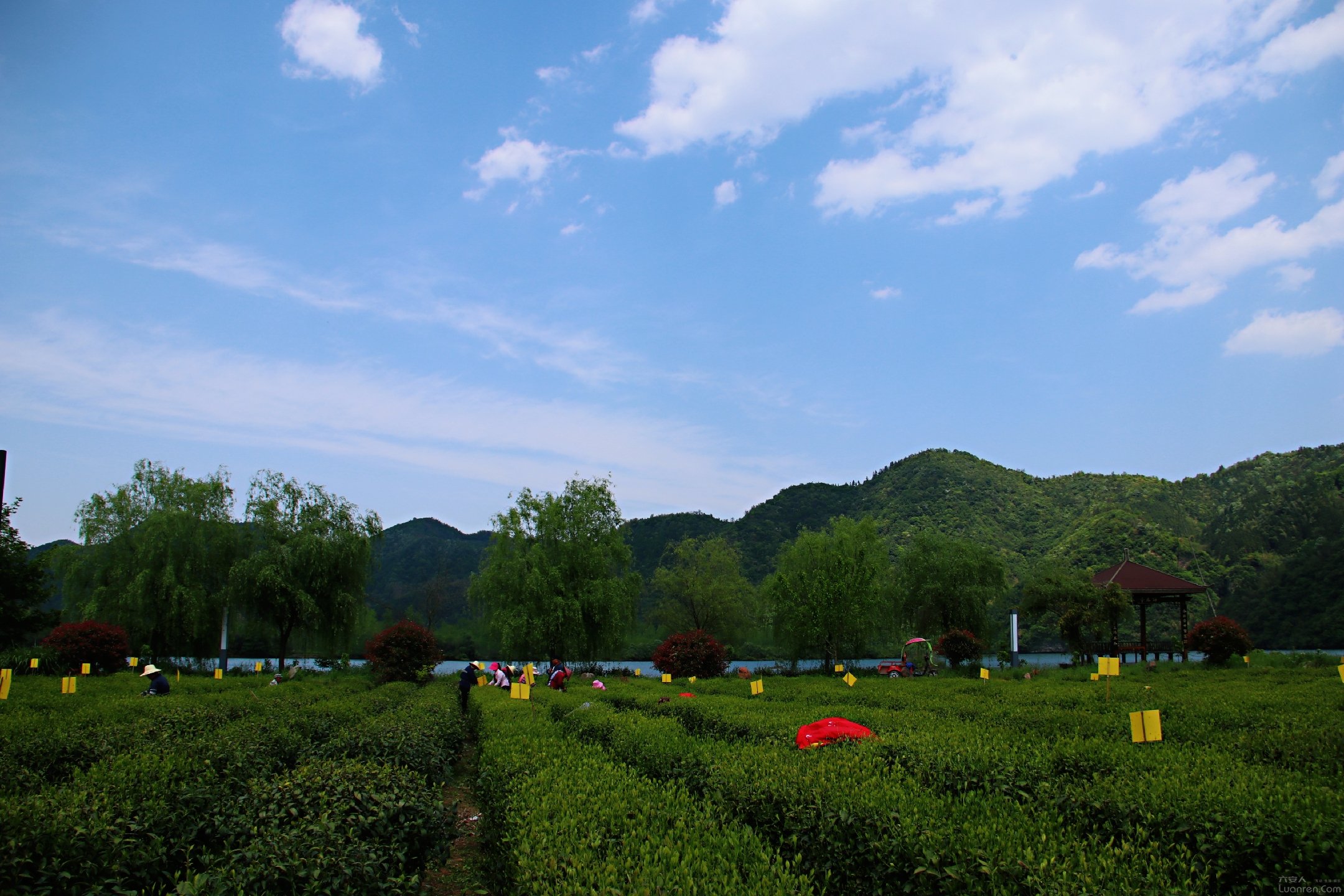 "齐山生云雾·瓜片源六安"爱心慈善助农活动在金寨县麻埠镇成功举办