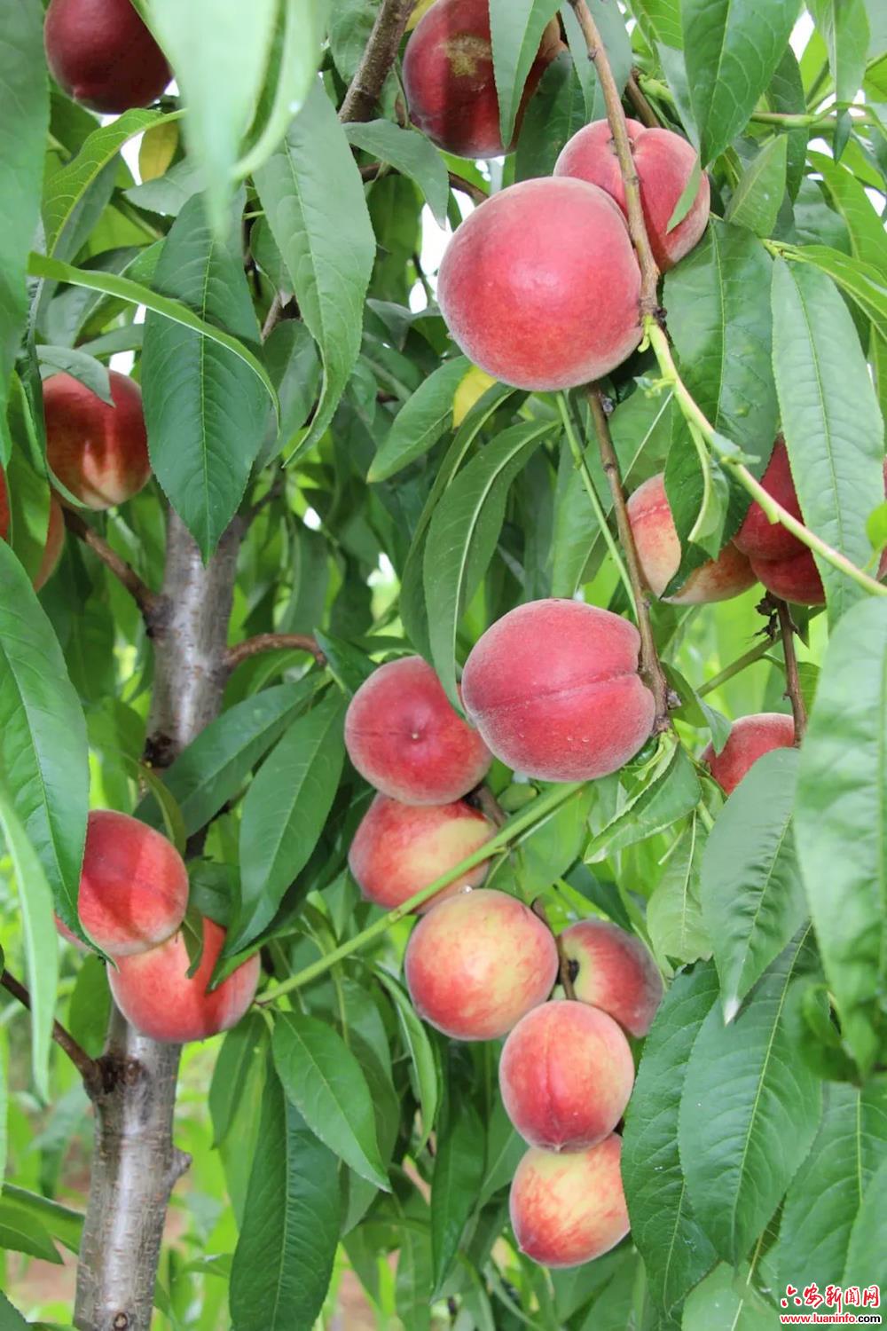 中国脆桃之乡,30万亩六安脆桃即将上市