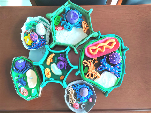 精彩微观魅力生物丨第四届真核细胞三维结构模型制作大赛