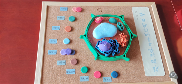 精彩微观魅力生物丨第四届真核细胞三维结构模型制作大赛