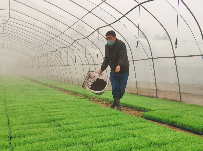 徽故事：粮食种植提质增产？不妨试试这么做！