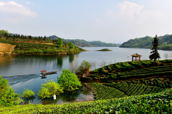 推进六安茶谷建设  助力我市春茶产销