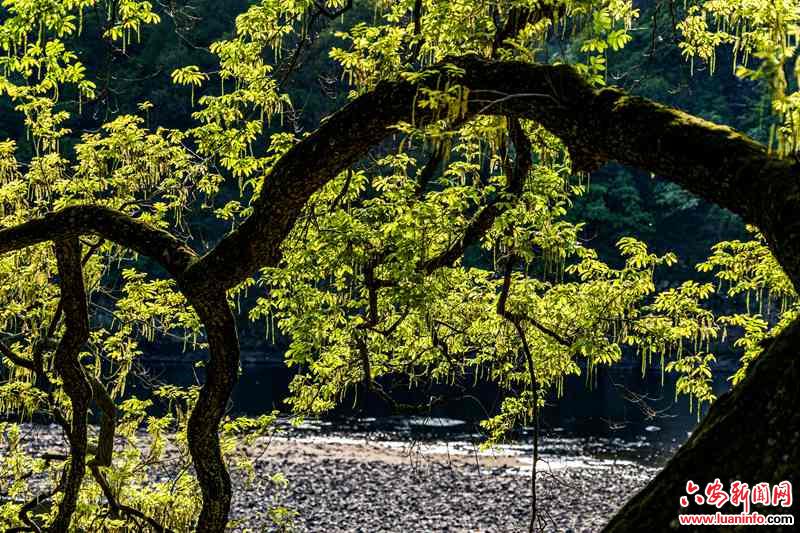 古柳春色 妆美史河