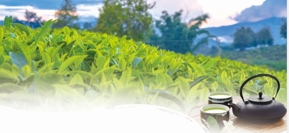 春茶量减价稳交易持续向好 安徽已产干毛茶5000余吨