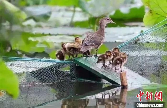 杭州西湖为鸳鸯宝宝搭桥 景区提醒游客勿扰