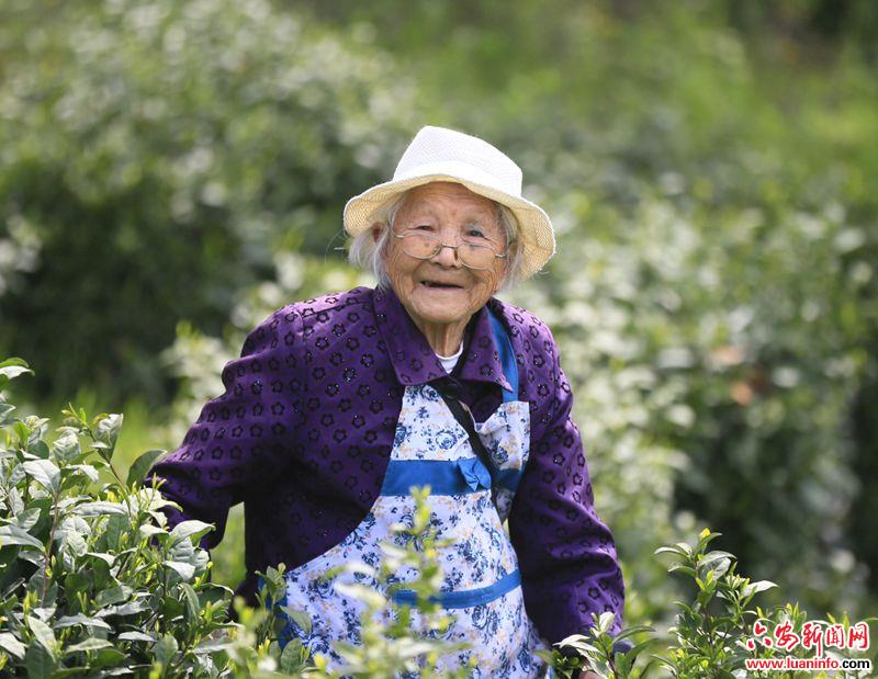 霍山近百岁老人坚持采茶爱劳动