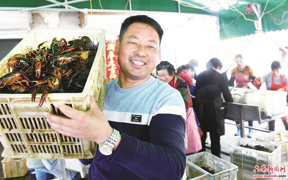 霍邱县：稻虾田飞出致富歌