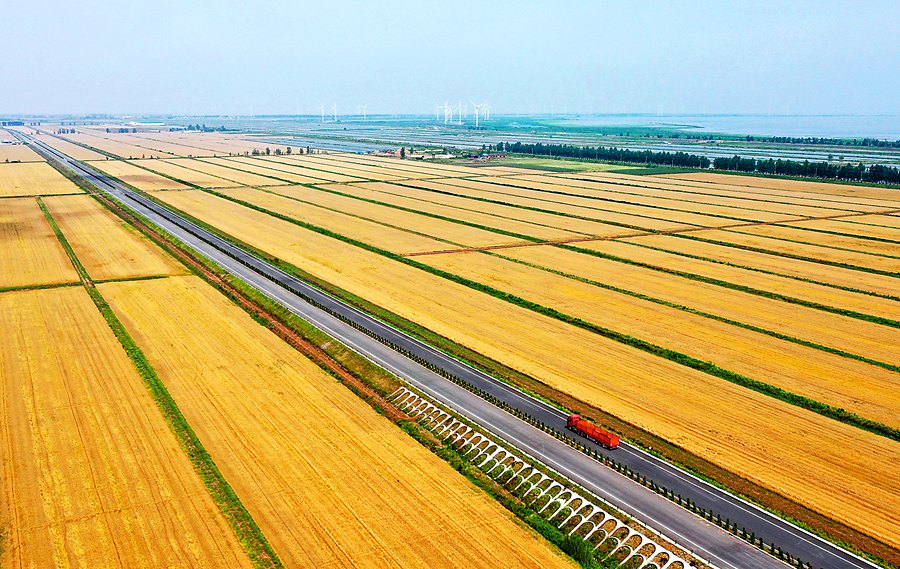 【决胜小康看江淮】4300万亩小麦总体苗情好于常年