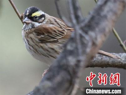 兰大研究团队发现黄眉鹀 为甘肃鸟类家族再“添丁”